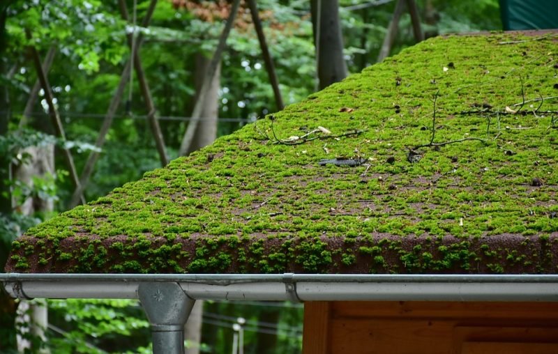 Kill moss on the roof with water guns